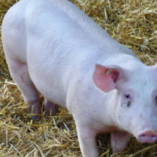 Dėmesio kiaulių augintojai: vasaros sezonu ypač plečiasi AKM užkrėstos zonos