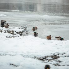 Suskaičiavo, kiek ir kokių vandens paukščių žiemoja Kaune