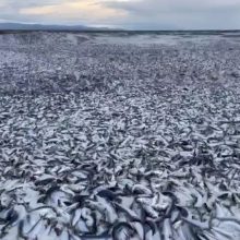 Mįslingas incidentas Japonijoje: į krantą išplautos tonos žuvų