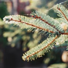 Situacija miškuose prastėja: fiksuojamas eglių nykimas