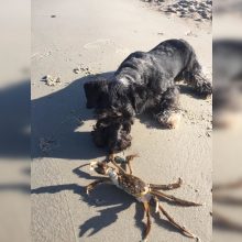 Poilsiautojai aptiko retus gyvius: Neringos pliaže – krabai