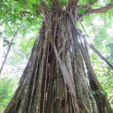 Iš Kosta Rikos atkeliavusios „Džiunglių istorijos“: gyvenimas džiunglėse įvairus ir stulbinantis