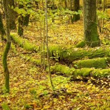 Sustiprinta miškų apsauga: vyksta miškininkų reidai su policija, baudos – iki 2,4 tūkst. eurų