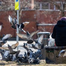 Įtrauktieji į pensijų kaupimą turi dar penkis mėnesius apsispręsti: ką svarbu žinoti?