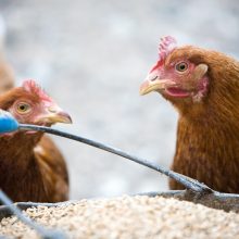 Naminių paukščių ūkyje – paukščių gripo židinys