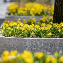 Laisvės alėja jau pradeda geltonuoti: į viršų stiebiasi tūkstančiai narcizų