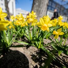 Laisvės alėja jau pradeda geltonuoti: į viršų stiebiasi tūkstančiai narcizų