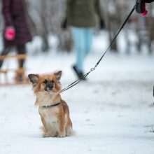 Karantininis žiemos savaitgalis: pareigūnai pramogautojus stebės ne tik Kleboniškyje