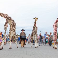 Žirafos atsibeldė iki Kauno pilies