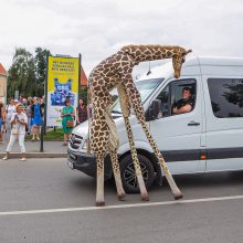 Žirafos atsibeldė iki Kauno pilies