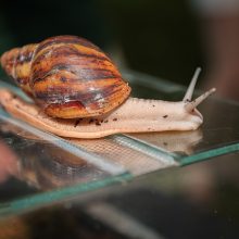 VDU Botanikos sode – naktinėjimas kvapuose ir žieduose 