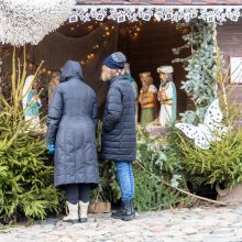 Rotušės aikštėje paskutines dienas skaičiuojanti Kalėdų eglė sulaukė ir kauniečių, ir svečių dėmesio