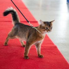Pavasarinėje kačių parodoje Kaune – felinologijos žvaigždės