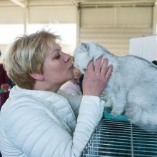 Pavasarinėje kačių parodoje Kaune – felinologijos žvaigždės