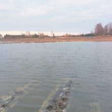 Pavasario pokštai naikina braškių derlių