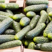 Pirmieji lietuviški agurkai – jau prekyboje: jų kaina įkandama ne visiems  