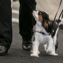 Veterinarijos gydytoja: nuodytojai vėl siautėja – pati praradau savo šunį per dvi dienas 