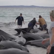 Vakarų Australijos paplūdimyje įstrigęs ant kranto nugaišo 51 banginis