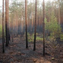 Sausi orai kelia gaisrų pavojų – Kretingos ir Varėnos rajonuose degė miškas