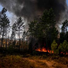 Portugalija alinant karščiui kovoja su miškų gaisrais