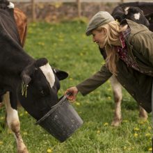 Lietuviško pieno supirkimo kaina viršija europinį vidurkį
