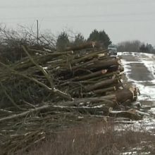 Skandalas dėl iškirstų saugotinų medžių: ryškėja keistų detalių