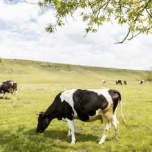 EK patvirtino 10 mln. eurų paramą Lietuvos pieno gamintojams