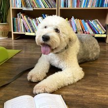Pamilti skaitymą vaikams padės terapiniai šunys