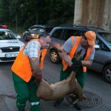 Pavojus kelyje – artėja susidūrimų su žvėrimis pikas