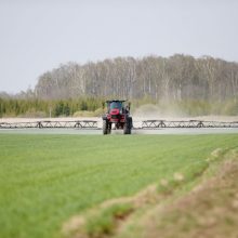 Tausojama žemė atsilygina gausesniu derliumi