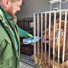 Išeitis: už geranorių suaukotas lėšas laukiniai gyvūnai iš Ukrainos laukinių gyvūnų prieglaudų ir reabilitacijos centrų mikroautobusais vežami į kitas šalis, kur jiems saugiau.