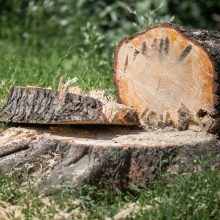 Seimo komiteto atstovai siūlo du tris kartus didinti baudas už neteisėtą medžių kirtimą