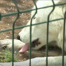 Rekordinis karštis svilina ne tik žmones: kaip nuo kaitros gelbėjami zoologijos sodo gyvūnai?