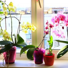 Augalų vasara: orchidėjos nemėgsta „degintis“