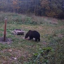 Nekasdienis vaizdas: Biržų rajone užfiksuota meška