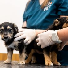 Vilniuje atidarytas didžiausias gyvūnų gydymo kompleksas: gelbės kates,  lemūrus, krevetes