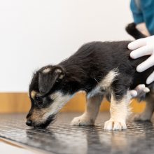 Vilniuje atidarytas didžiausias gyvūnų gydymo kompleksas: gelbės kates,  lemūrus, krevetes