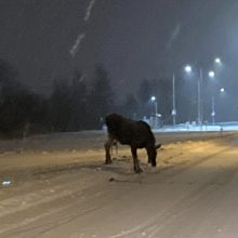 Internautai juokauja: išaiškintas slidžių kelių Lietuvoje tikrasis kaltininkas