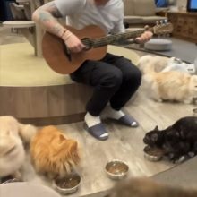 Pasaulinio garso atlikėjo E. Sheerano muzika išgąsdino kates