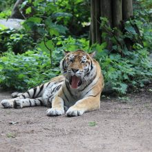 Kaunietė tigrė Norda švenčia 17-tąjį gimtadienį: orus saulėlydis be audringos meilės istorijos