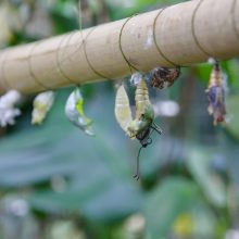 VDU Botanikos sode – drugiai iš viso pasaulio: nuolat keliauja naujos lėliukių siuntos