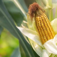 Genetiškai modifikuoto maisto žymėjimas: ką svarbu žinoti?