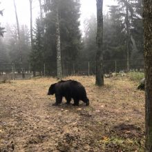„Žvėrinčiuje“ jau apgyvendintos iš „Raubonių parko“ konfiskuotos meškos