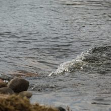 Karinės jūrų pajėgos Nemuno deltoje gelbėjo sugedusios jachtos įgulą