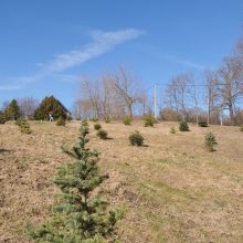 Netoli Verkių rūmų Kalėdų miške žaliuoja daugiau nei 60  eglučių