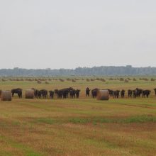 Stumbrai į Dzūkijos nacionalinį parką keliami pasitelkiant maksimalias pajėgas ir sėkmę