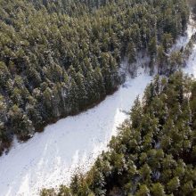 Prokuratūra nenustatė pažeidimų kertant medžius Verkių regioniniame parke