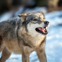 Černobylio zonoje gyvenantys vilkai-mutantai įgijo ypatingų galių