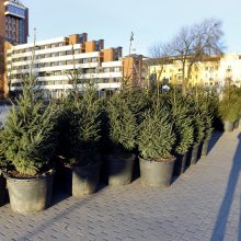 Klaipėda toliau ruošiasi šventėms: Atgimimo aikštę papuoš eglutės