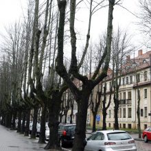 Klaipėdos savivaldybėje – triukšmas dėl medžių: kirsti ar palikti?
